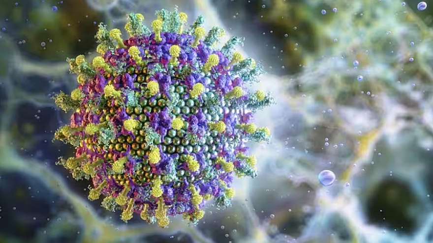 WHO: Nguy cơ lây lan của virus Nipah là thấp